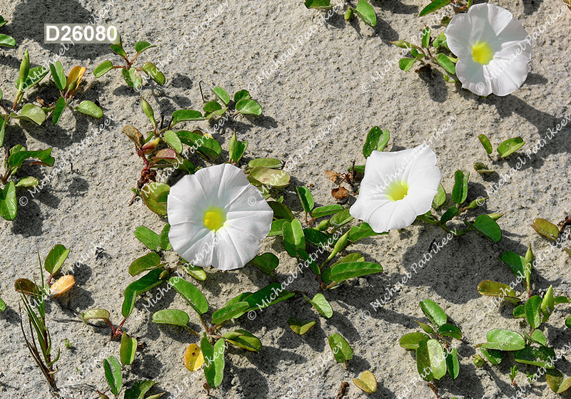 Beach Morning-glory (Ipomoea imperati)